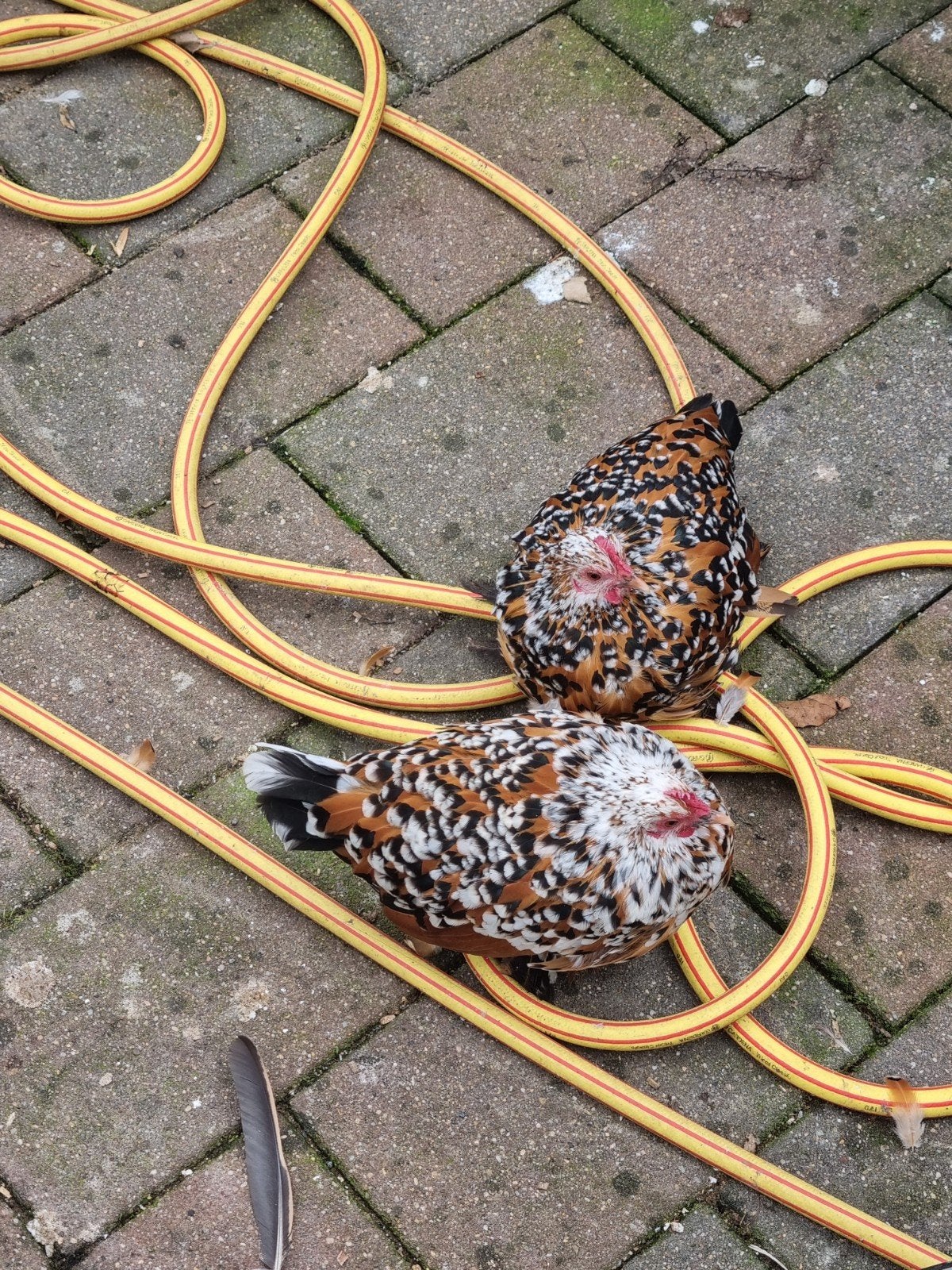 trio sabelpootkrielen, Dieren en Toebehoren, Meerdere dieren, Kip