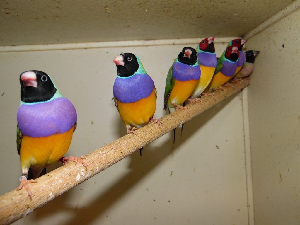 Gouldamadine | Passend advies | Tropische vogels, Meerdere dieren, Tropenvogel, Geringd