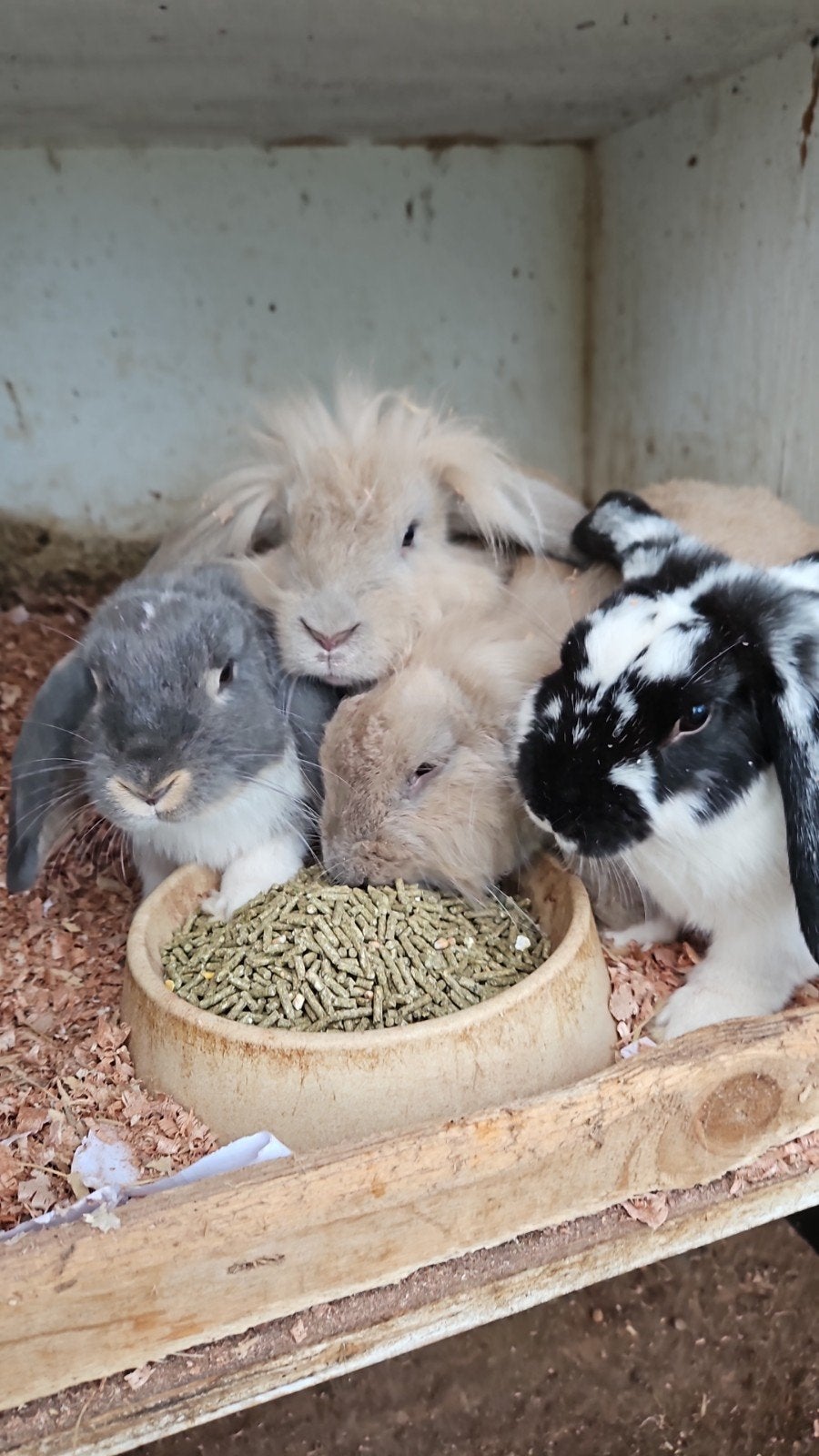 Lieve leuke Hollandse hangoren te koop