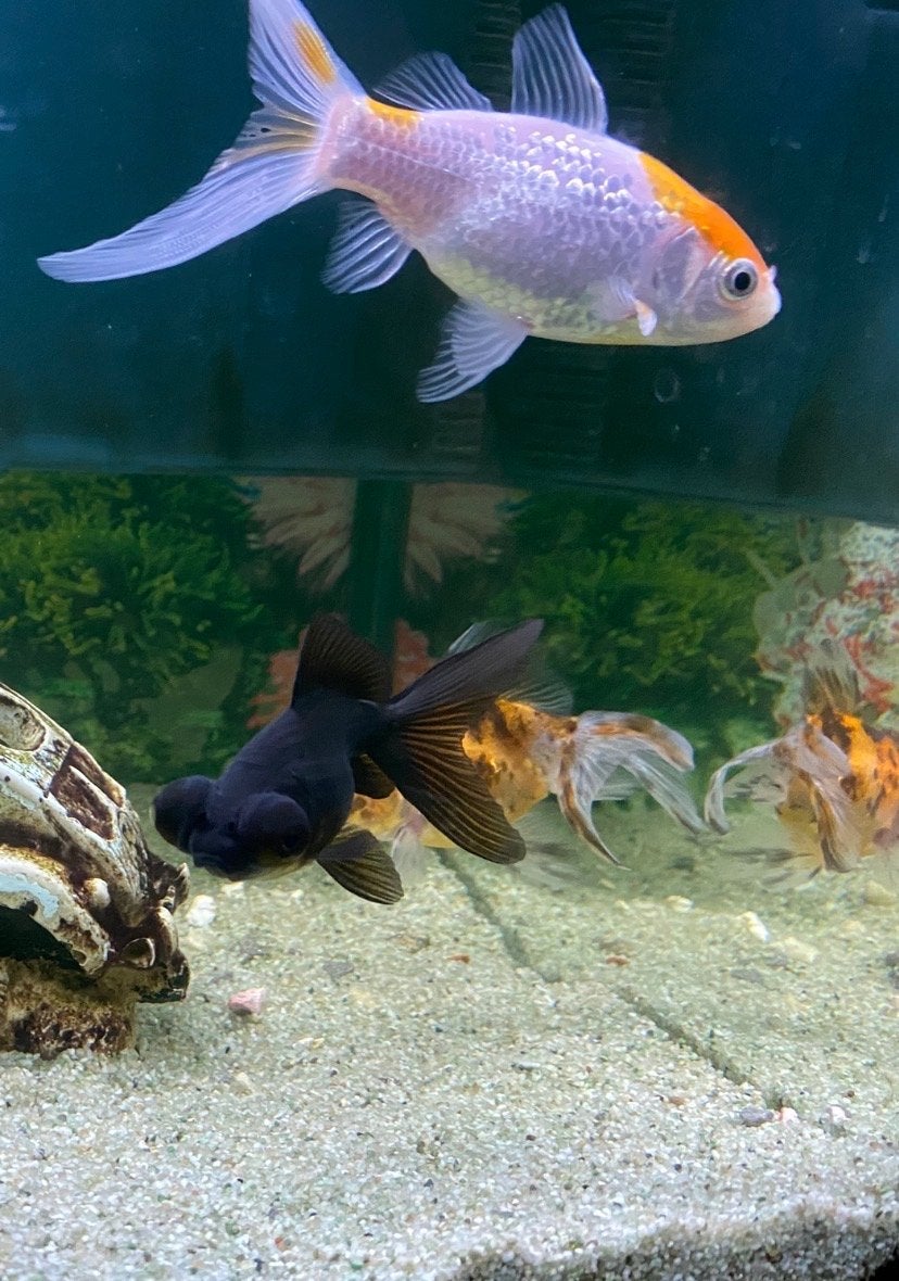 2 goudvissen gratis op te halen, Dieren en Toebehoren, Vissen | Aquariumvissen, Vis