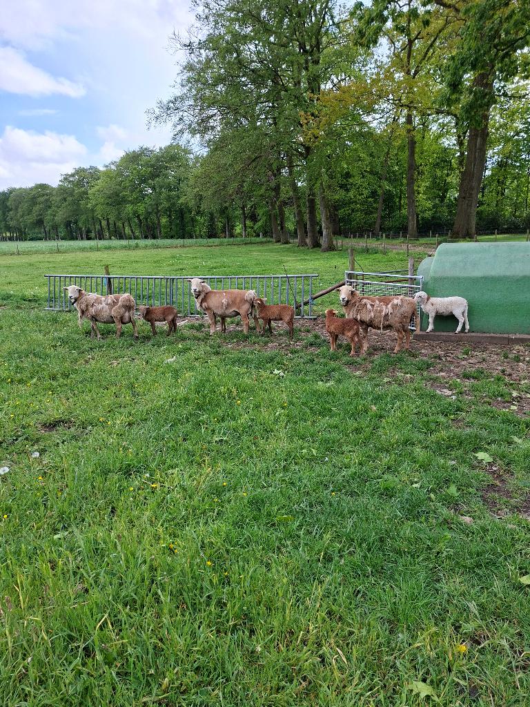 Nolana landschaap, Vrouwelijk, Schaap, 3 tot 5 jaar