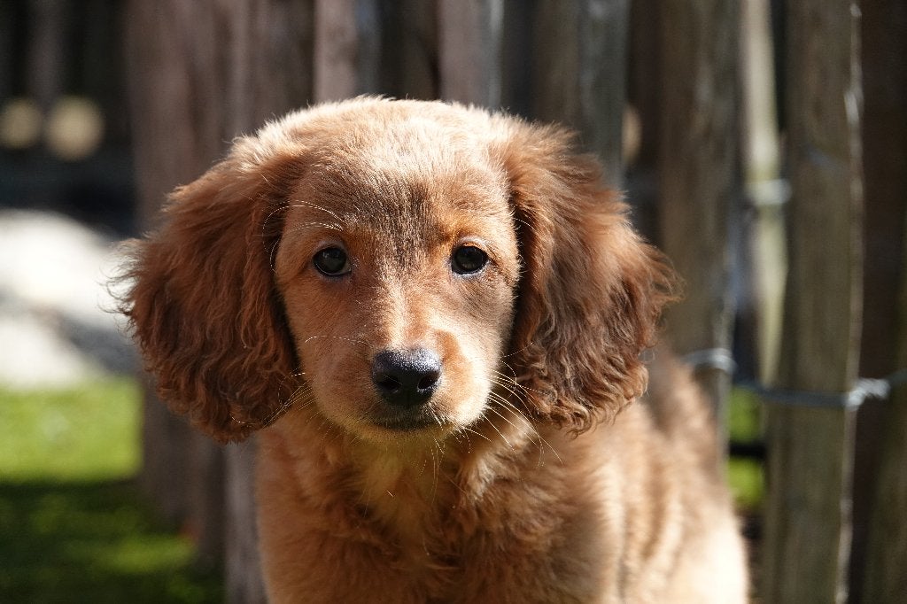 Abrikoze Labradoodle pups (type labrador), met stamboom, Parvo, België, Overige rassen, 8 tot 15 weken