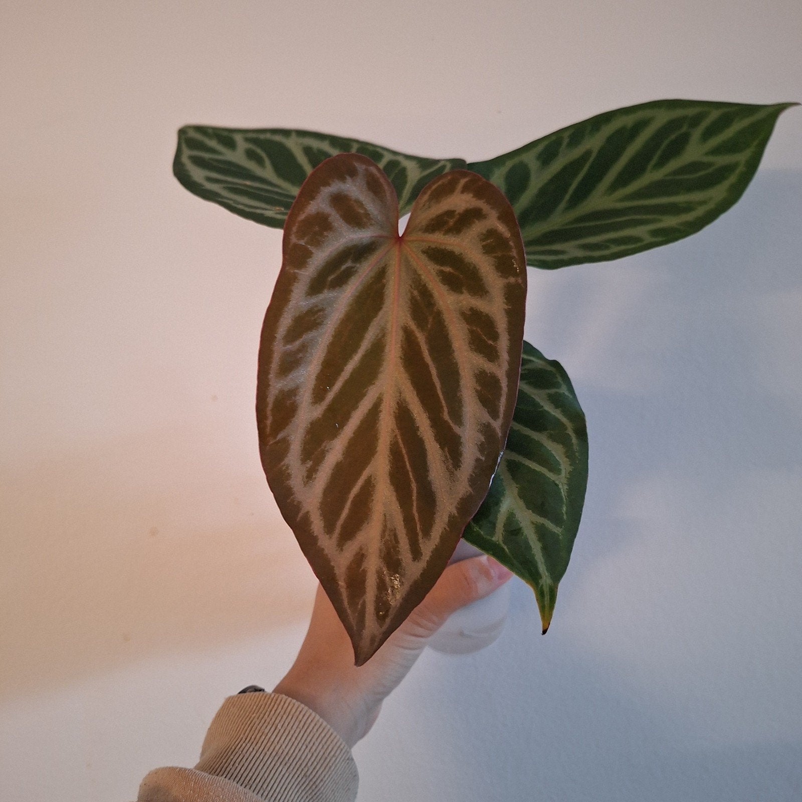 Anthurium Silver Butterfly x Red Crystallinum, Ophalen of Verzenden