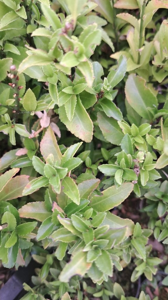 Restpartij 65 Euonymus  Buxusvervanger 100 euro