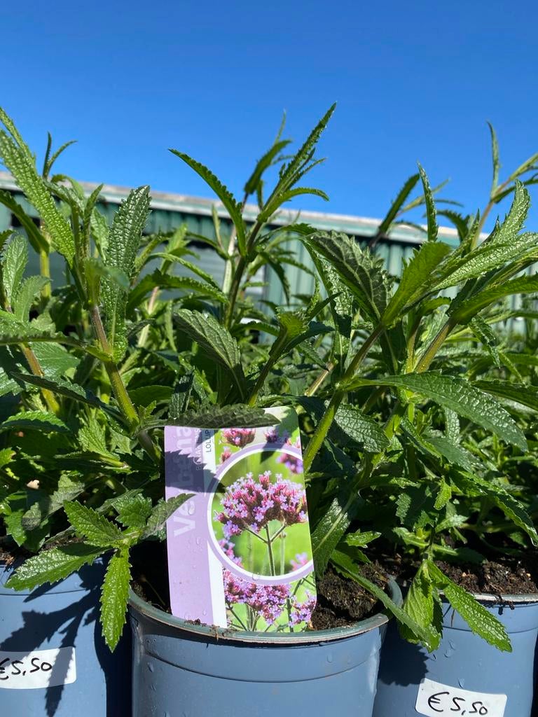 Verbena bonariensis 'Lollipop' - IJzerhard, Volle zon, Vaste plant, Zomer, Ophalen