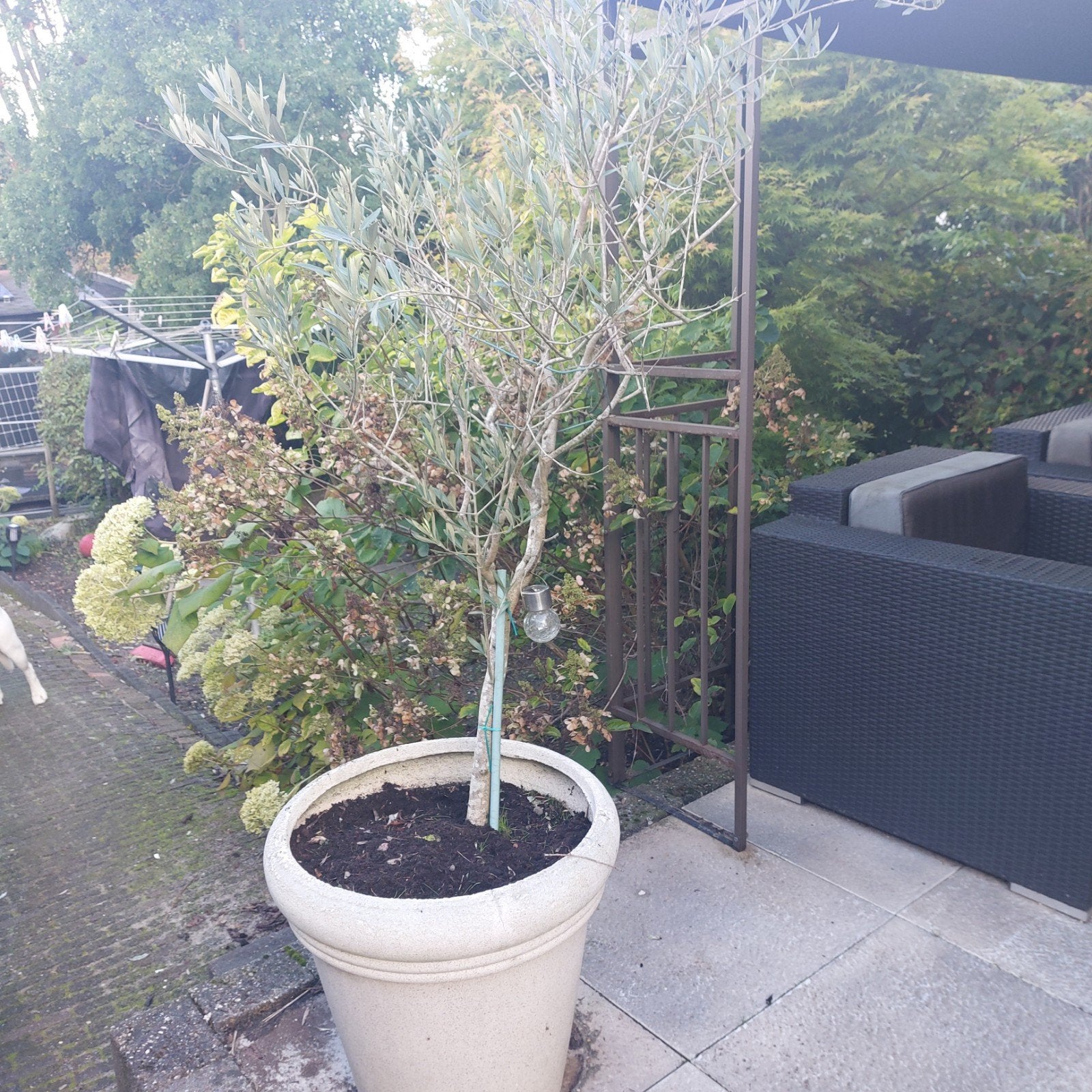 2 Olijfboompjes in grote stenen buitenpotten, Overige soorten, Volle zon, Vaste plant, Ophalen of Verzenden