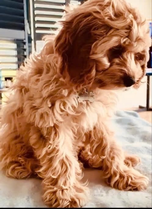 🥰nu ook hele bijzondere kleurtjes echte mini Labradoodle 🥰, Parvo, Overige rassen, 1 tot 2 jaar, Meerdere