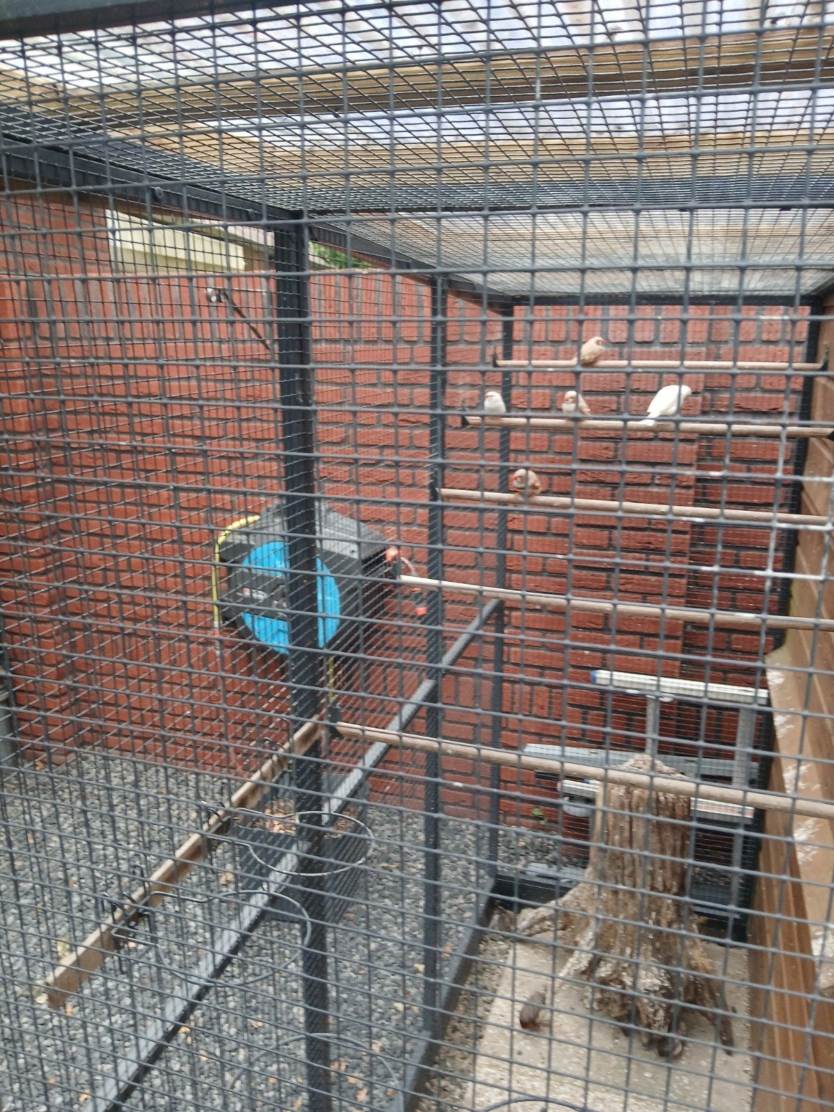 zebravinken en kwartels teab, Meerdere dieren, Kleurkanarie