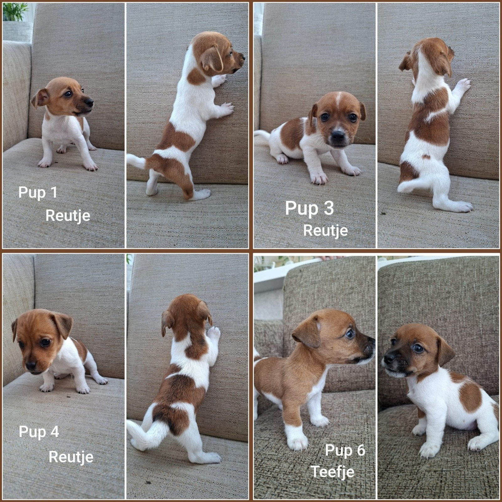 jack russel terriër, Overige rassen, 8 tot 15 weken, Meerdere, Meerdere dieren