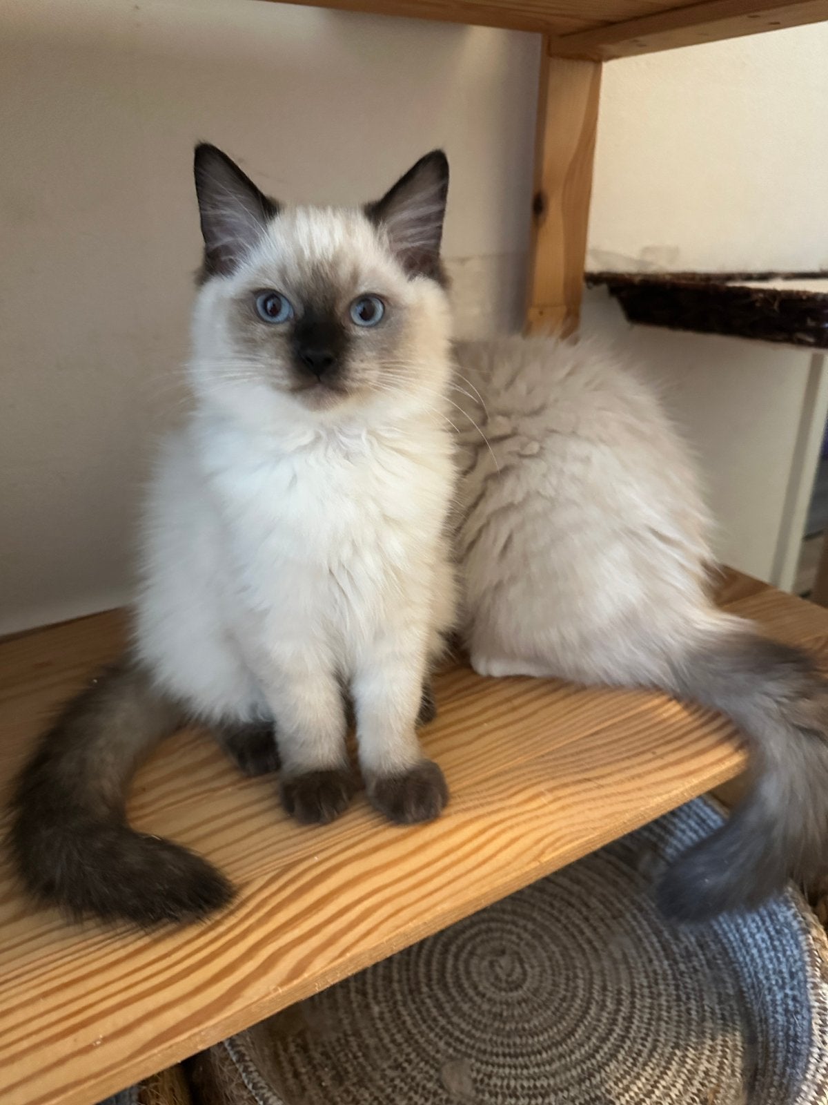 Prachtige ragdoll nog 1 poesje te koop 100%, Meerdere dieren, Ontwormd