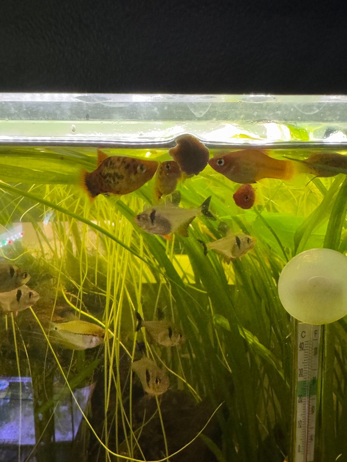 Platy - aquarium vissen, Dieren en Toebehoren, Vis, Zoetwatervis