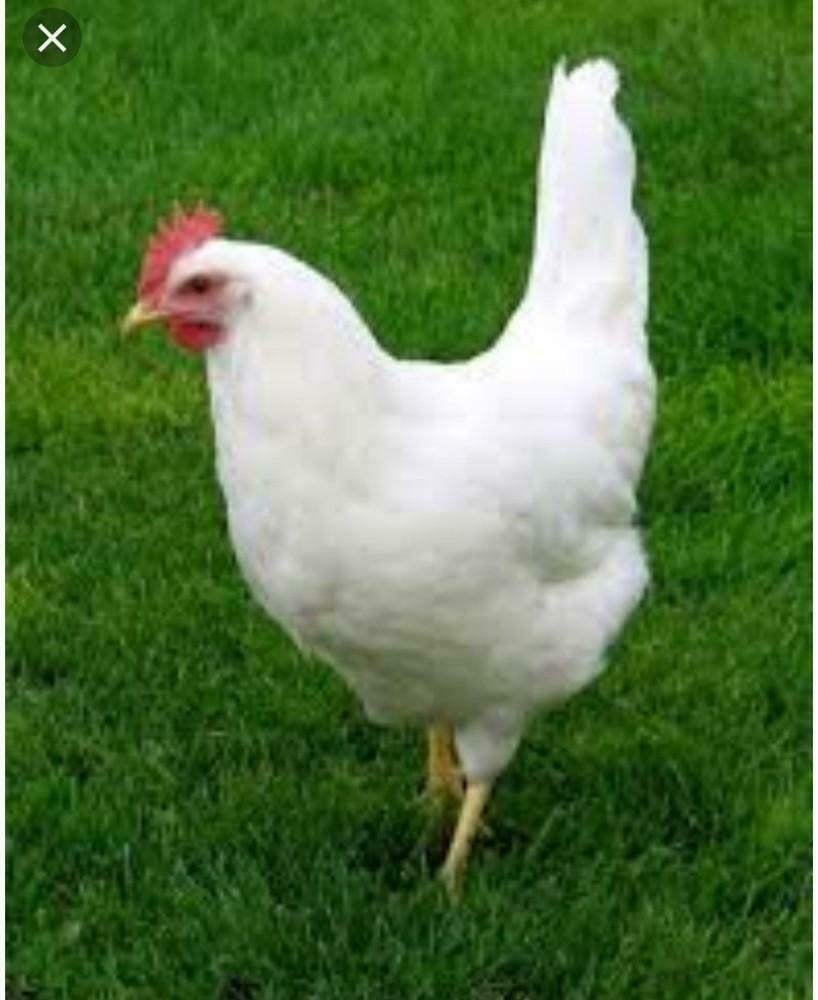 Witte Leghorn kippen., Vrouwelijk, Kip