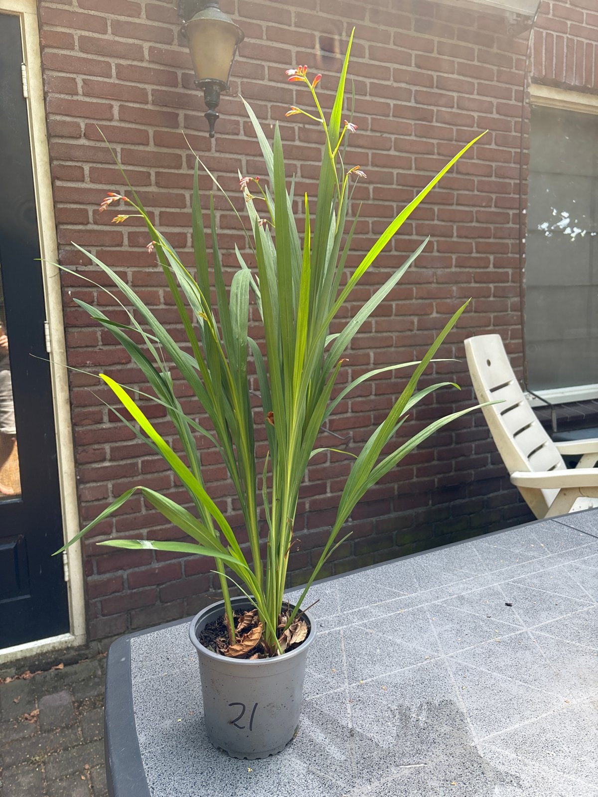 Crocosmia 'Lucifer' in pot - Vuurpijl, Tuin en Terras, Volle zon, Vaste plant, Zomer, Ophalen