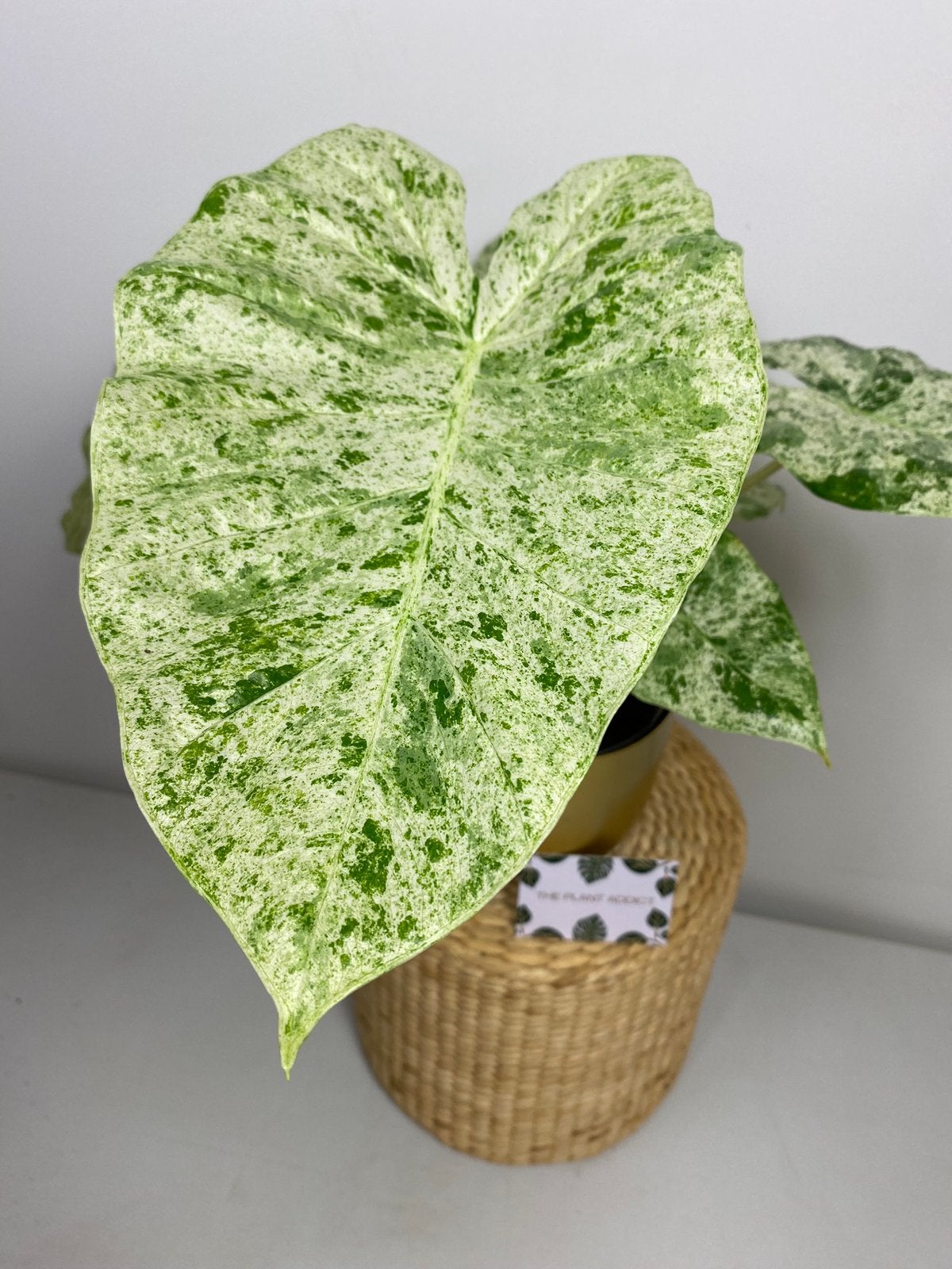 Alocasia Macrorrhiza Splash Variegata Knollen, Huis en Inrichting, Kamerplanten, Ophalen of Verzenden, Halfschaduw, Minder dan 100 cm