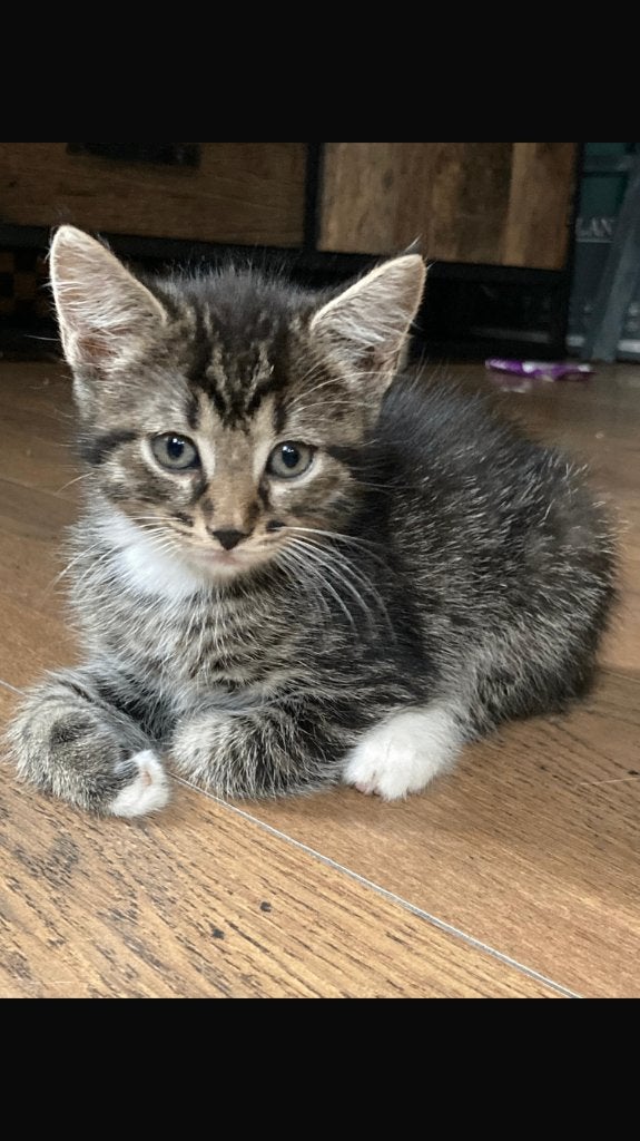 Kitten zoekt nieuw baasje, Meerdere dieren, Kortharig, 0 tot 2 jaar