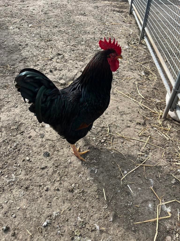 TE KOOP DUBBEL GEZOOMDE BARNEVELDER HAAN GROOT SOORT, Dieren en Toebehoren, Pluimvee, Mannelijk, Kip
