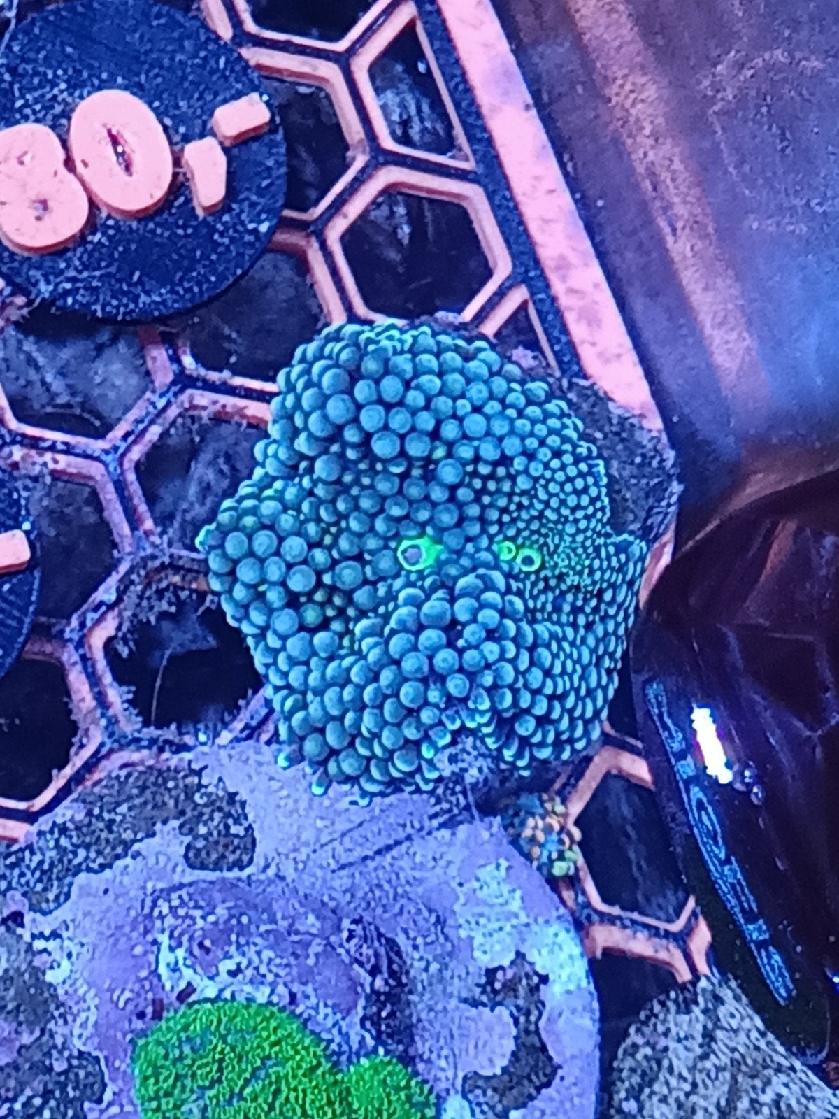 WYSIWYG ricordea florida turquoise+ groen, Dieren en Toebehoren, Vissen | Aquariumvissen, Zoutwatervis