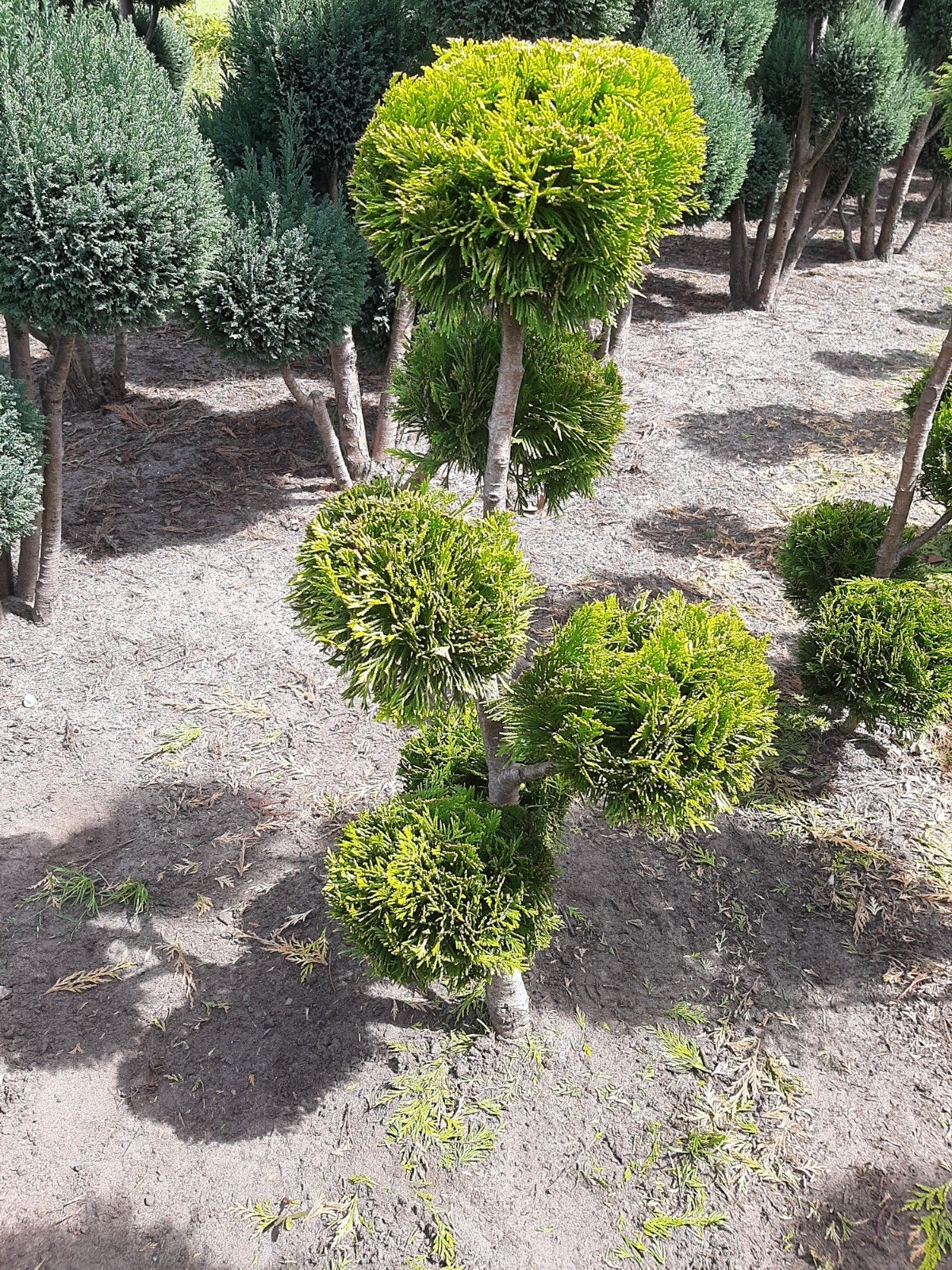 Chamaecyparis Ivonne Gele Pompon Tuinbonsai vanf €35, Tuin en Terras, Ophalen, Bloeit niet, Overige soorten, Volle zon