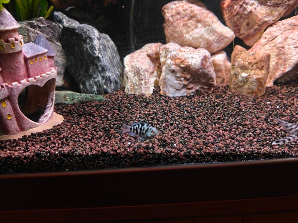 Jonge Zebra cichliden (Rijswijk), Vis, Zoetwatervis