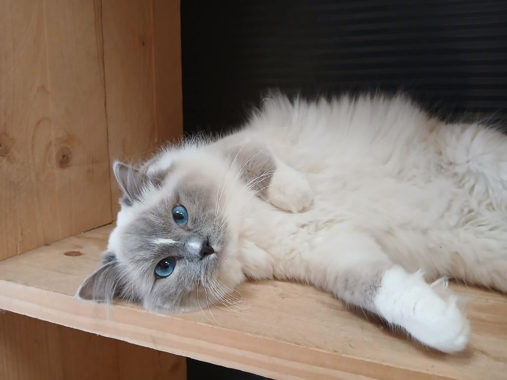 Ragdoll blue mitted dekkater met stamboom, Dieren en Toebehoren, Katten en Kittens | Dekkaters