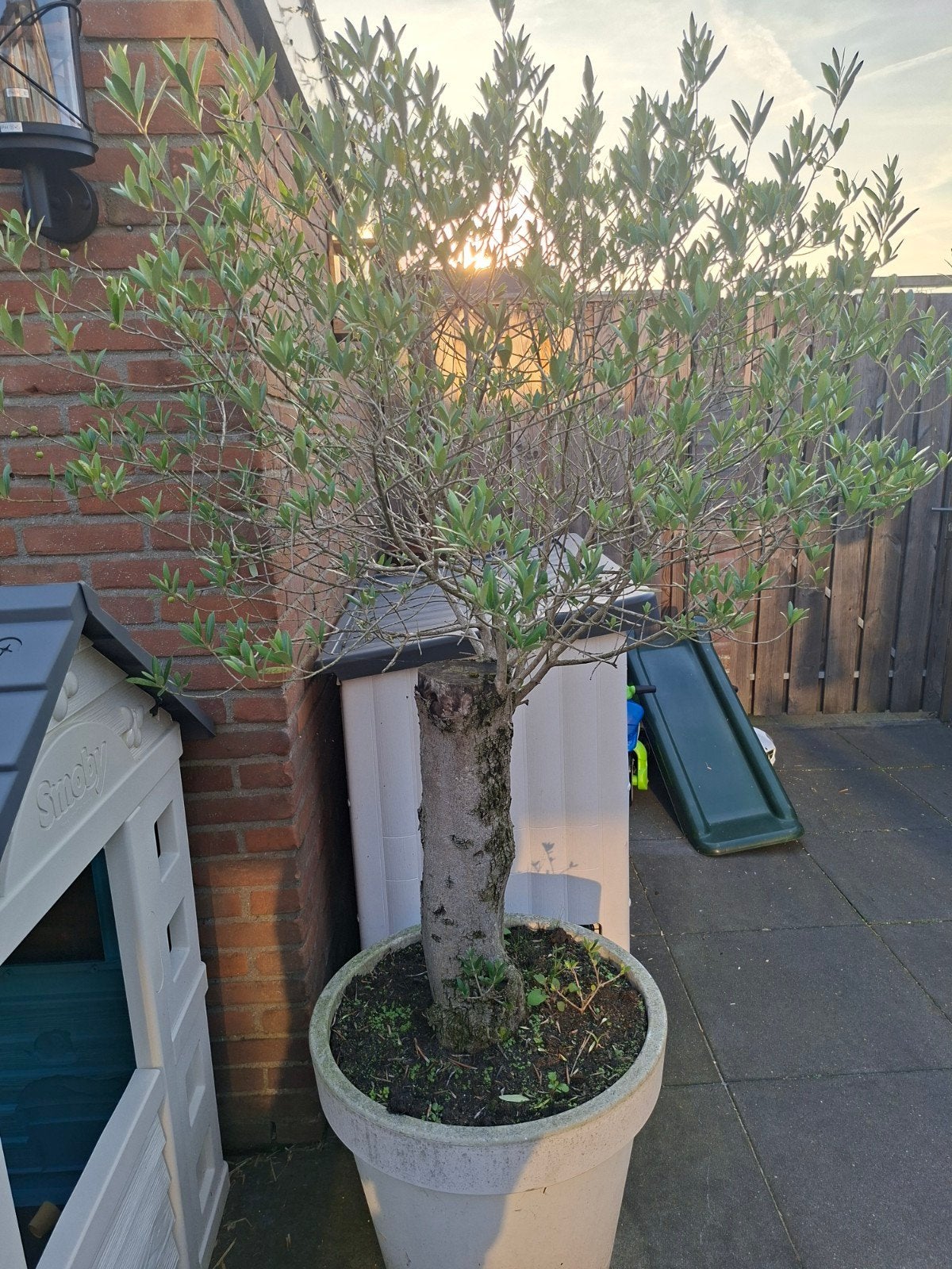 Prachtige Olijfboom in pot - Mediterrane sfeer, Ophalen, Olijfboom, 100 tot 250 cm