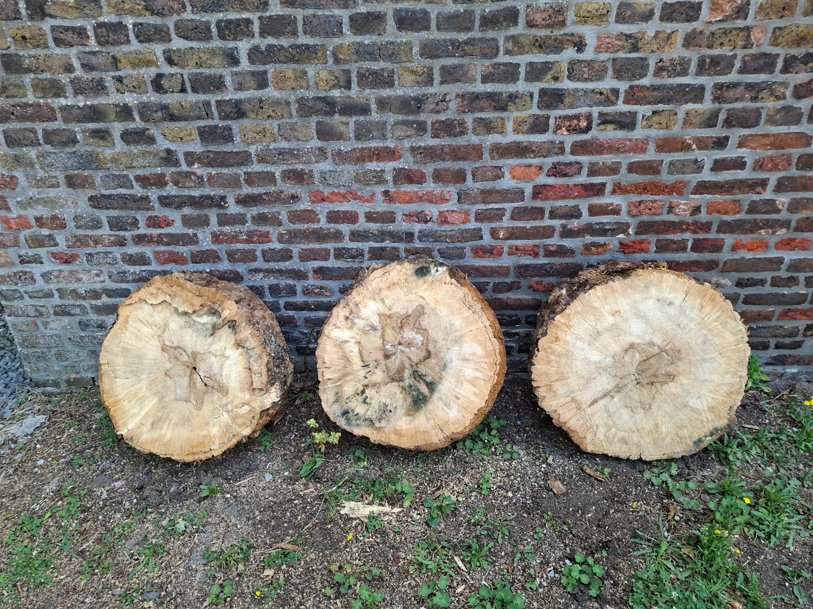 Kastanje boomschijven, Overige typen, Nieuw, Ophalen of Verzenden, 50 mm of meer