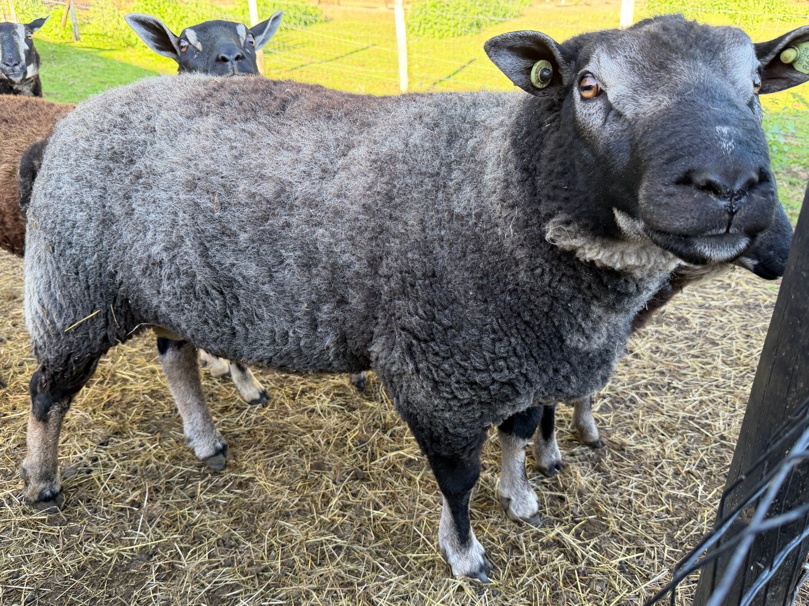 Dassenkop ram, Mannelijk, Schaap