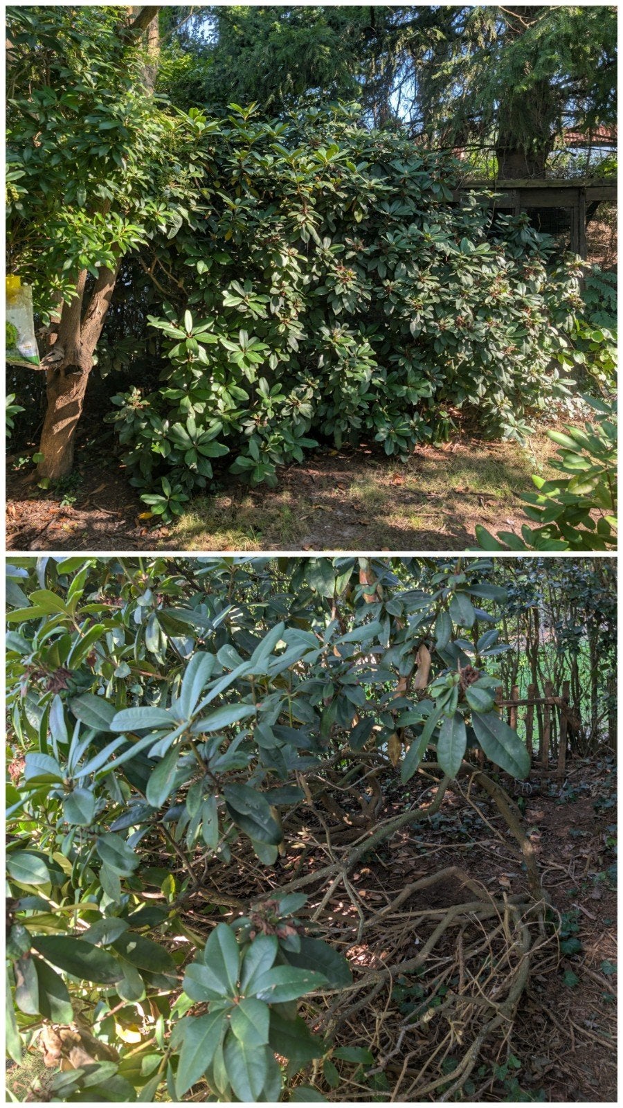 Grote Rhododendron struik - bloeit roze, Tuin en Terras, Vaste plant, Halfschaduw, Lente, Ophalen