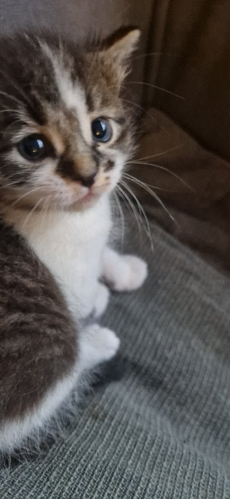 Kittens, Meerdere dieren, Ontwormd, 0 tot 2 jaar
