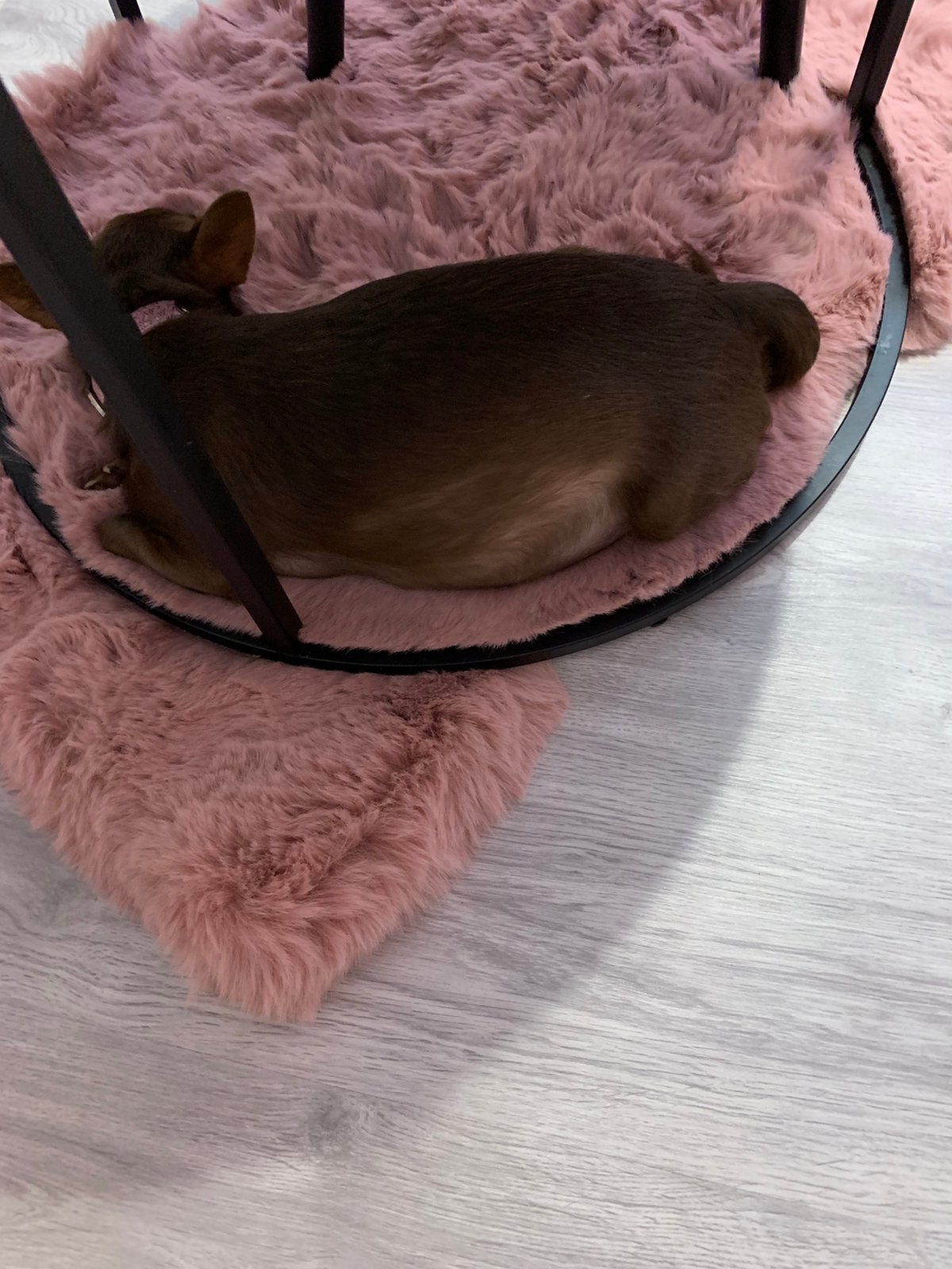 Pomchi pups, Dieren en Toebehoren, Overige rassen, 8 tot 15 weken, Meerdere, Meerdere dieren