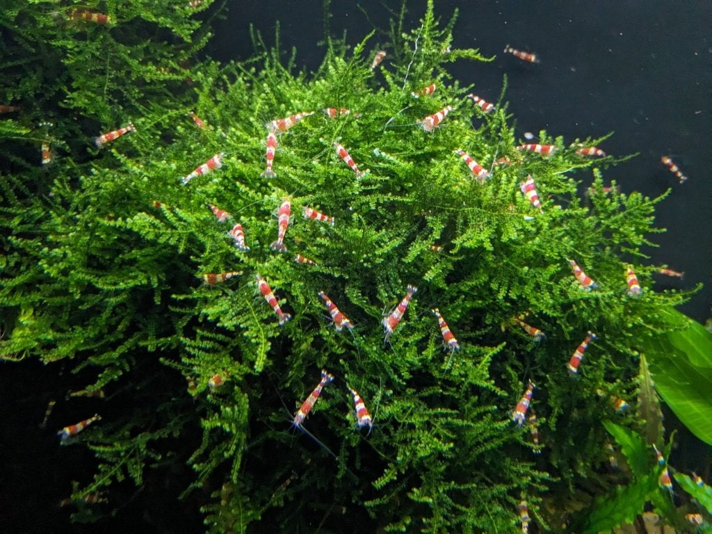 Crystal red Garnalen, per 10 stuks of meer, Dieren en Toebehoren, Kreeft, Krab of Garnaal, Zoetwatervis, Schoolvis