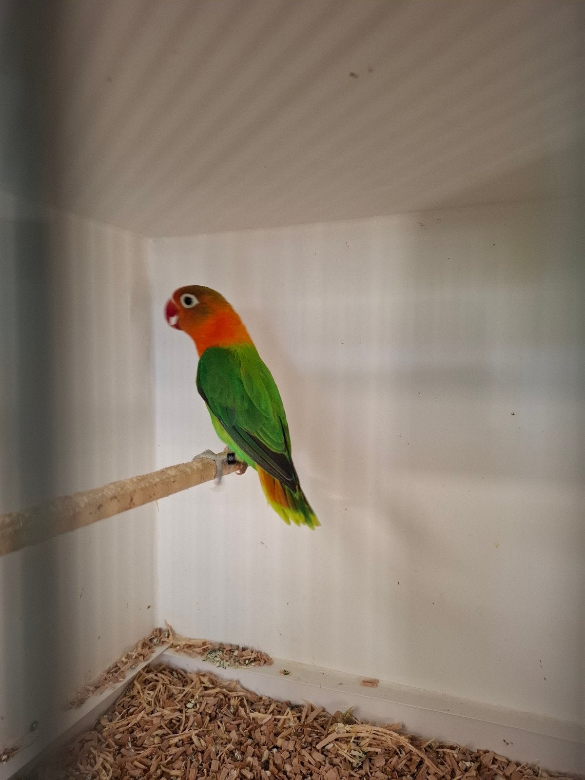 Groenoppaline /lutino pop ficheri, Dieren en Toebehoren, Vogels | Parkieten en Papegaaien, Vrouwelijk, Dwergpapegaai of Agapornis