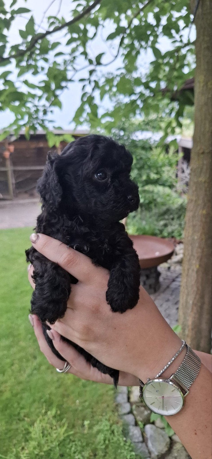 toypoedels pups te koop, Overige rassen, 8 tot 15 weken, Meerdere, Meerdere dieren