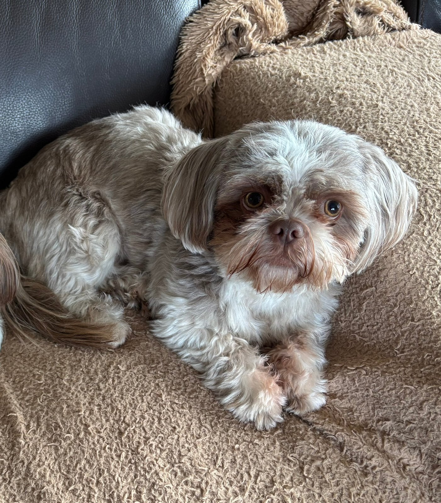 Shih Tzu Pups verwacht, Parvo, Overige rassen, 8 tot 15 weken, Meerdere