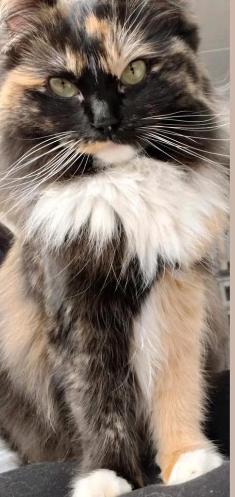 Prachtig uniek schildpad/ lapjes Ragdoll poes te koop!, Dieren en Toebehoren, Katten en Kittens | Raskatten | Langhaar, Poes, Gechipt