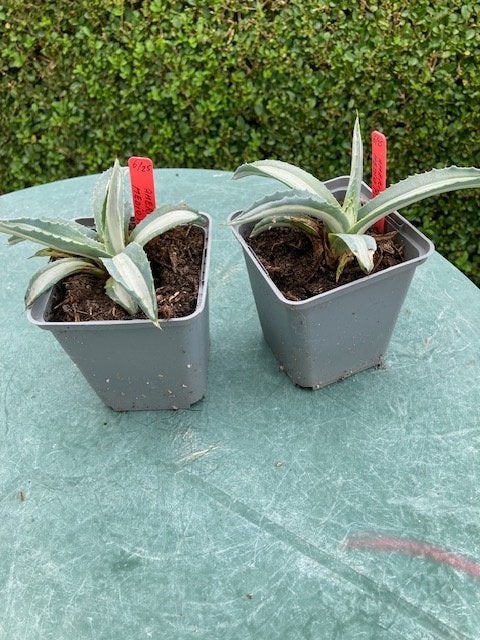agave americana mediopicta alba, Ophalen of Verzenden, Bloeit niet, Overige soorten, Volle zon