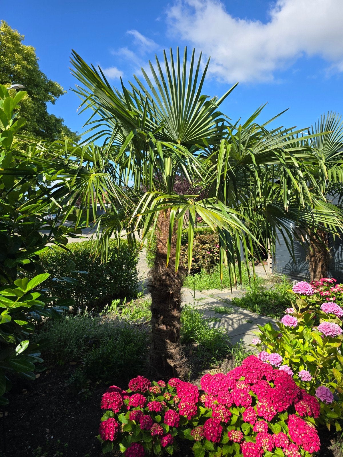 Trachycarpus Fortunei - Winterharde Palmboom, Tuin en Terras, Planten | Tuinplanten, Ophalen, Overige soorten, Volle zon
