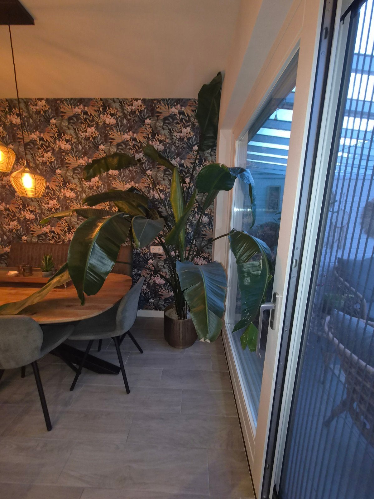 Grote Strelitzia Nicolai - Paradijsvogelplant, Ophalen, Overige soorten, In pot, 150 tot 200 cm