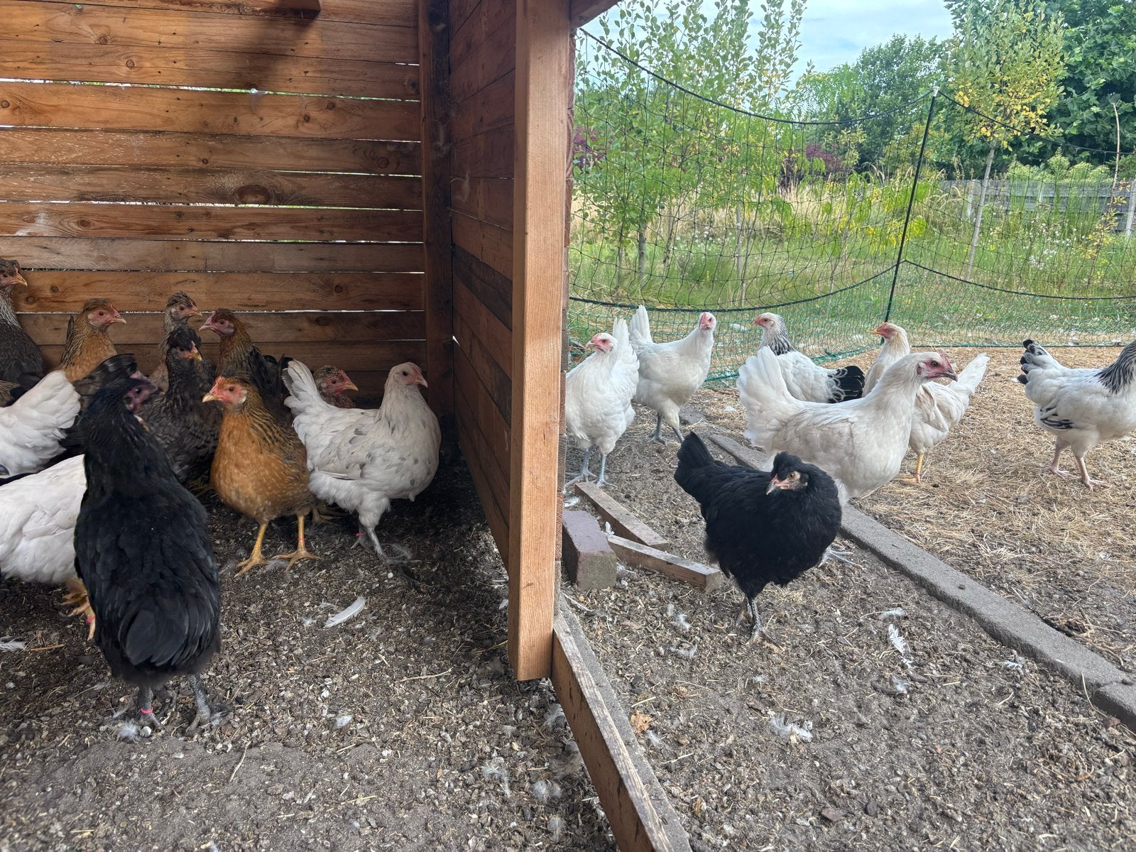 Binnenkort mogen ze verhuizen; Jonge (kleurlegger) hennen, Dieren en Toebehoren, Vrouwelijk, Kip