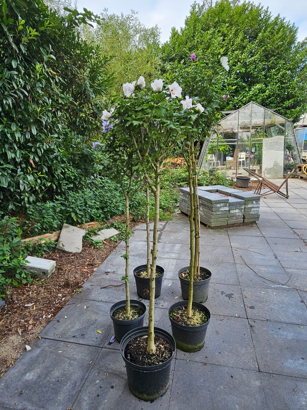 Hibiscus op stam, Overige soorten, 100 tot 250 cm, Zomer, Ophalen