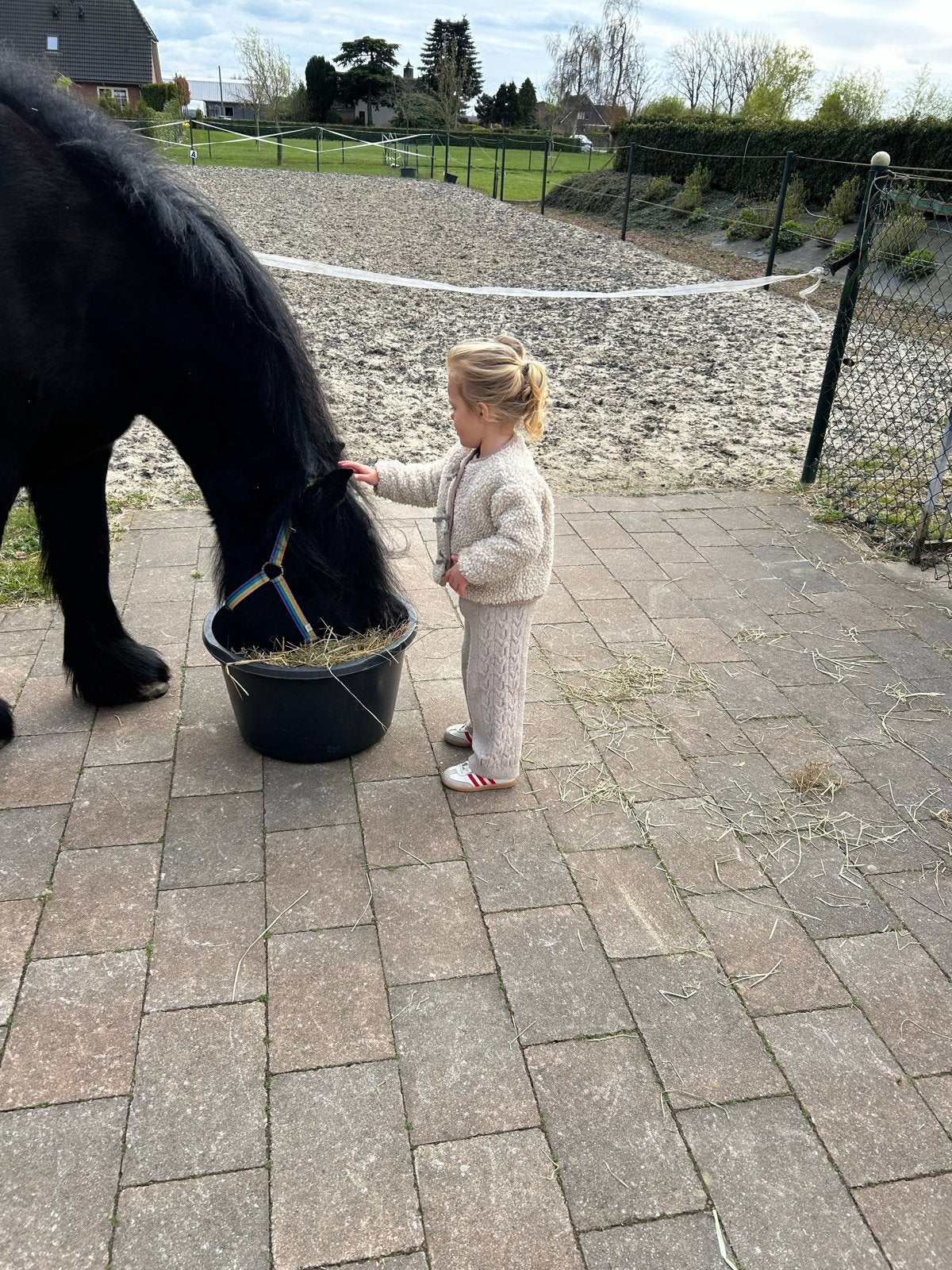 Fell pony te koop, Dieren en Toebehoren, Gechipt, Minder dan 160 cm, Ruin, Niet van toepassing