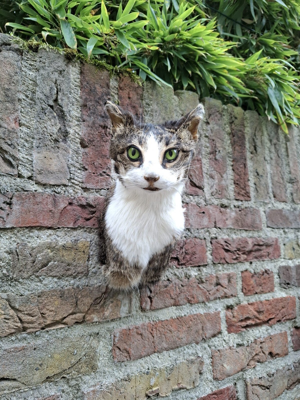 opgezette kop kat taxidermy opgezet poes cat schedel gewei, Ophalen, Hond of Kat, Gewei of Kop