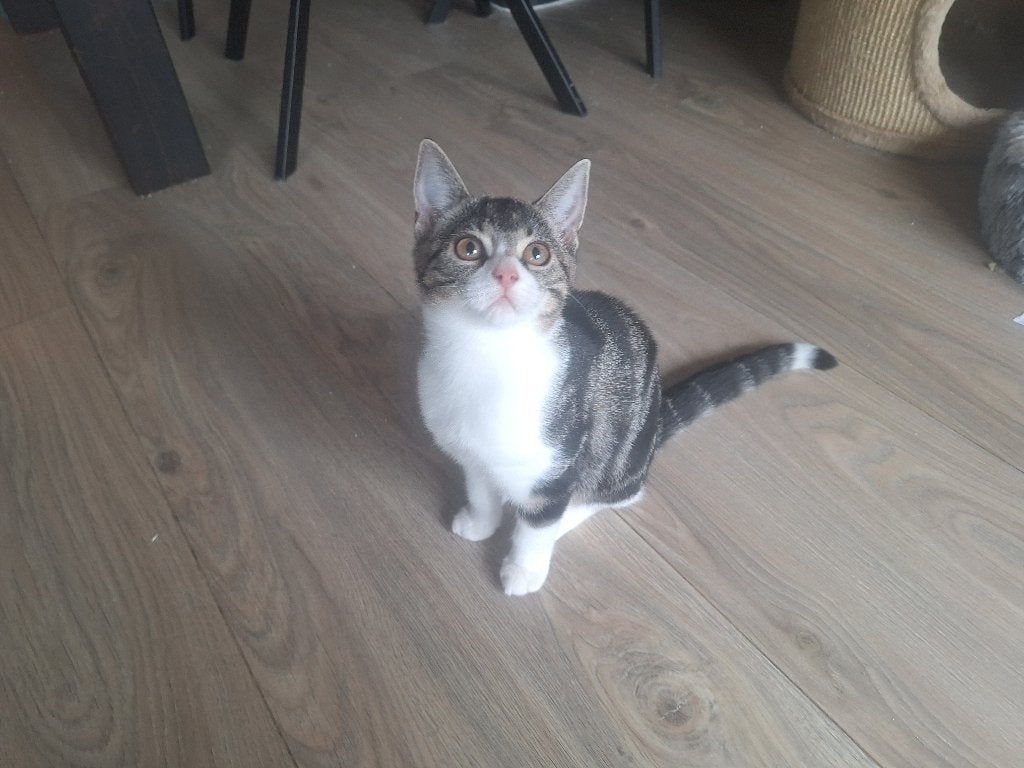 Angora kitten van 12 weken gratis!!!!!, Dieren en Toebehoren, Poes, 0 tot 2 jaar