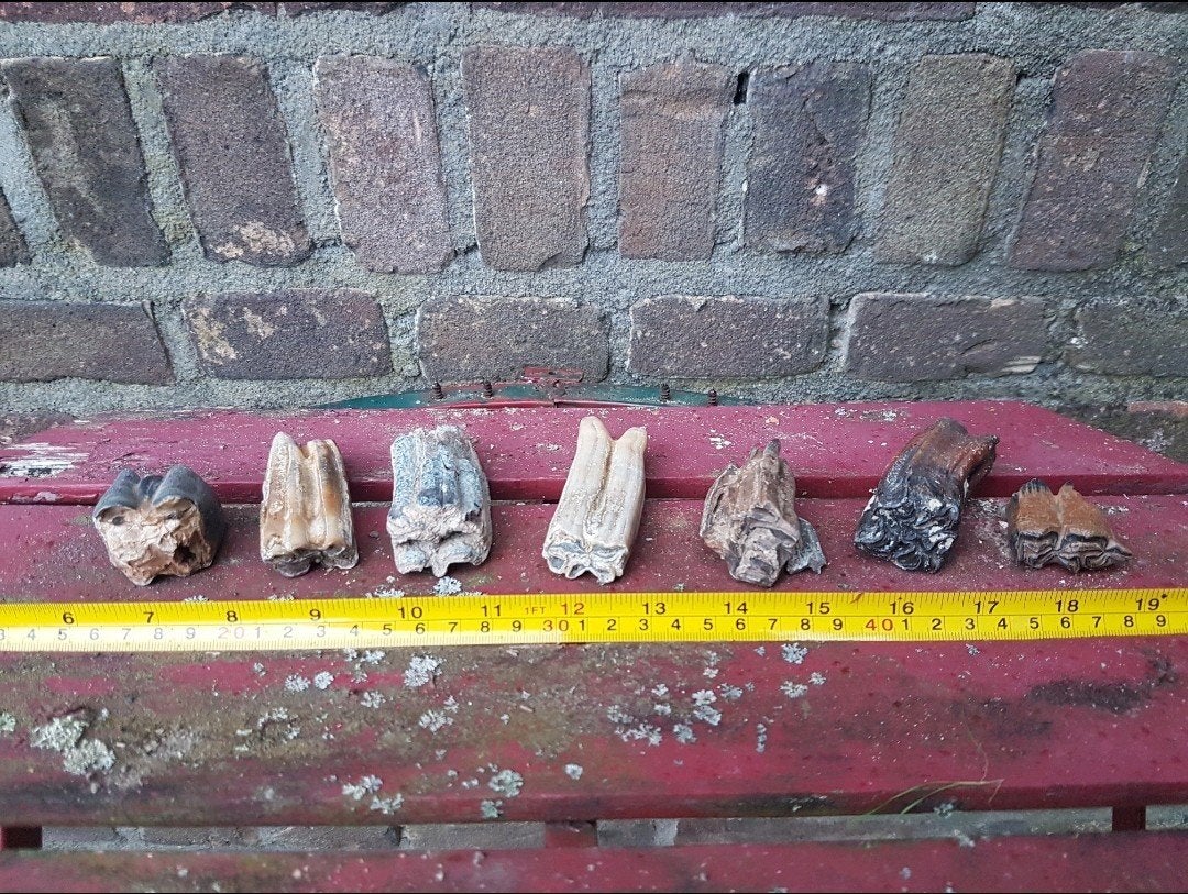 Collectie fossiele pleistocene kiezen. Meerdere soorten

Weg, Verzamelen, Ophalen of Verzenden, Fossiel