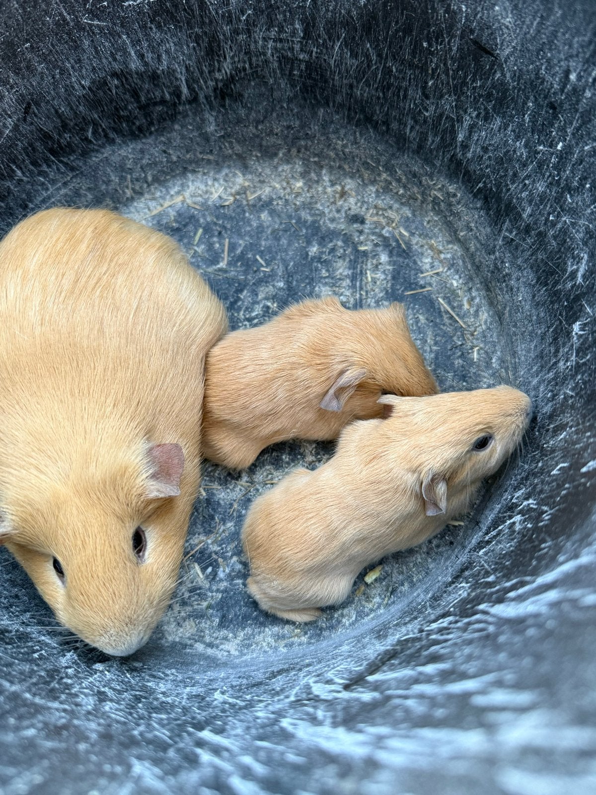cavia’s moeder met 2 jongen, Dieren en Toebehoren, Oktober, Meerdere dieren, Cavia