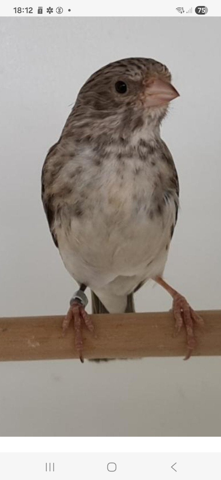 Gevraagd 1-0 witstuitedelzanger, Dieren en Toebehoren, Vogels | Overige Vogels, Mannelijk