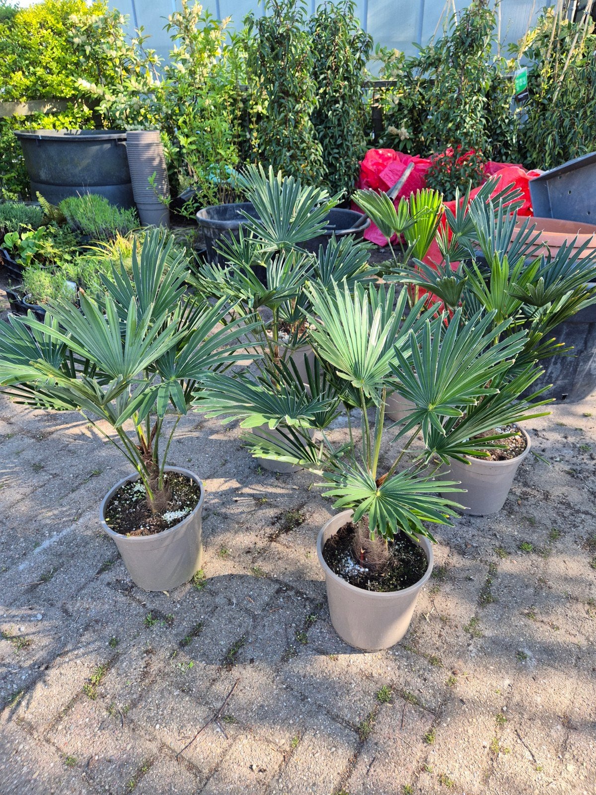 Palm, Trachycarpus WAGNERIANUS, winterhard, Tuin en Terras, Planten | Bomen, 100 tot 250 cm, Zomer, Palmboom, Ophalen