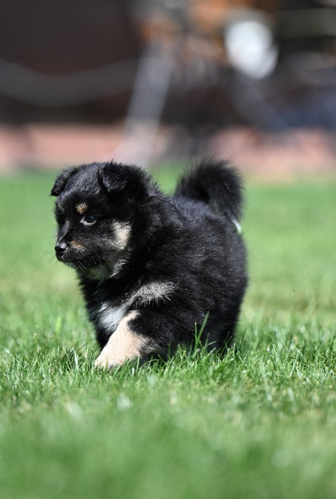 Eerste familiaal nestje Poshie pups (Sheltie x Pomeriaan), België, Particulier, 8 tot 15 weken, Parvo