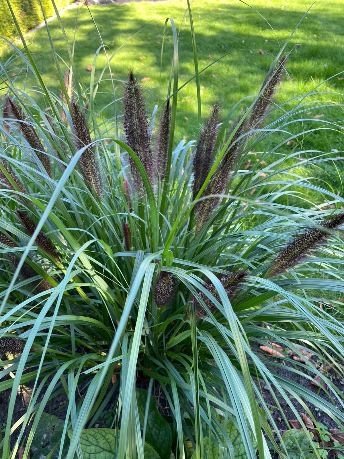 Pennisetum 'Black Beauty' Lampenpoetsersgras, Tuin en Terras, Ophalen of Verzenden, Siergrassen, Volle zon
