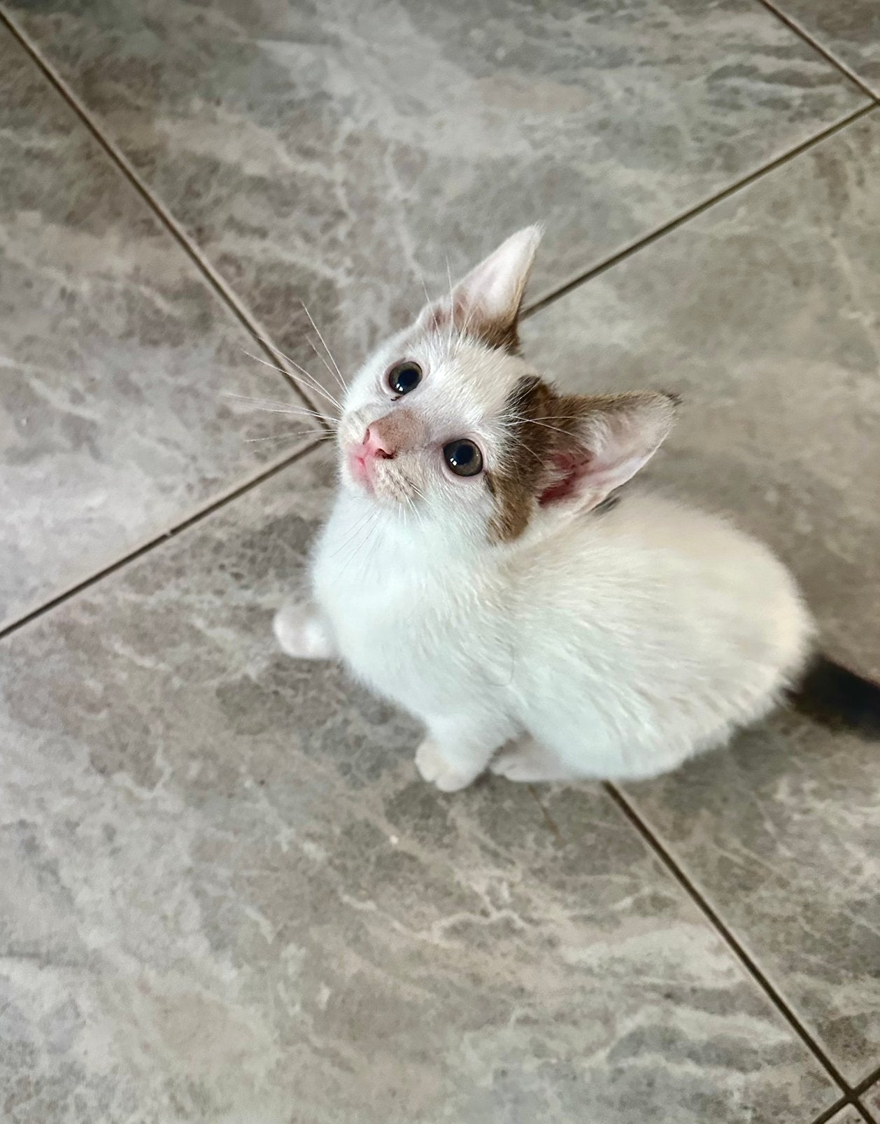 Speelse kittens, Dieren en Toebehoren, Katten en Kittens | Overige Katten, Meerdere dieren